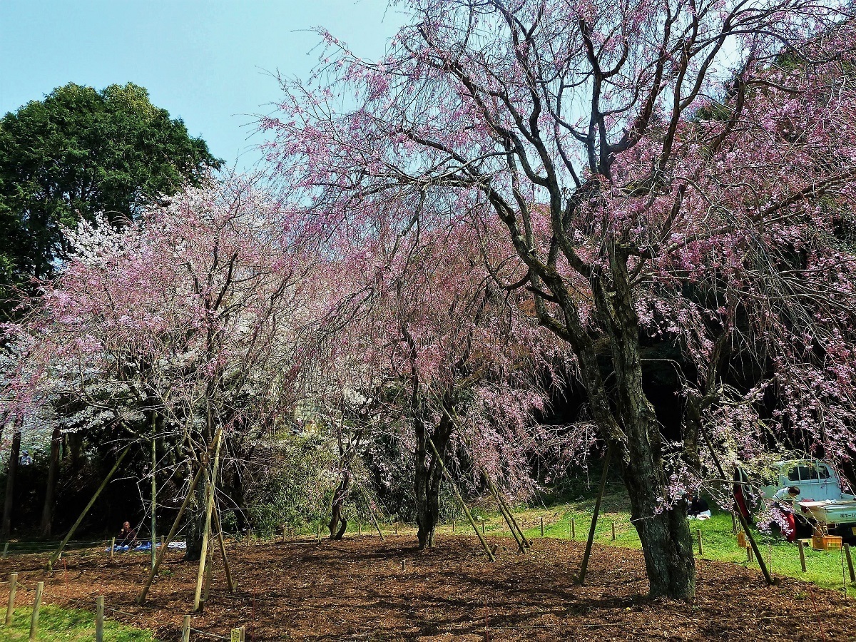 妙見宮枝垂れ桜.jpg