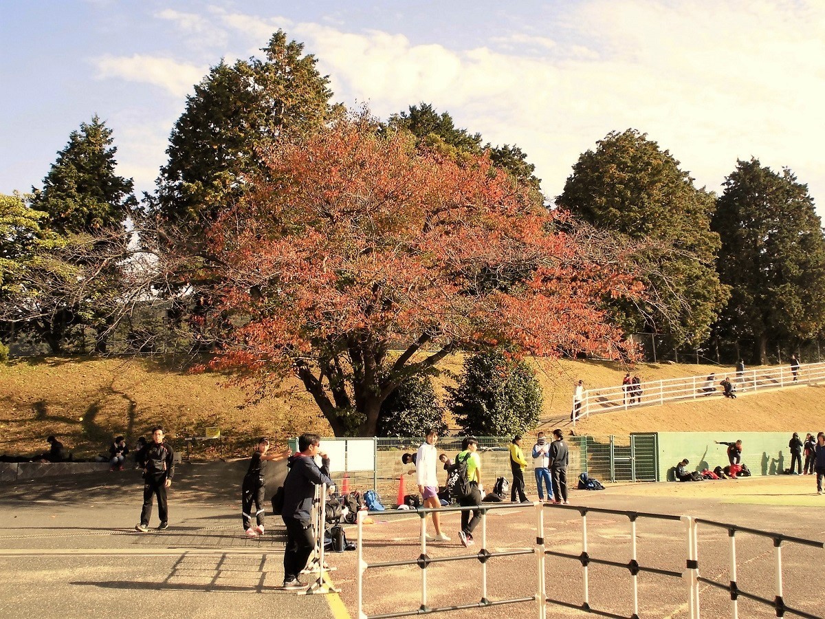 紅葉した鞘ヶ谷陸上競技場の桜の木 堀口の日記