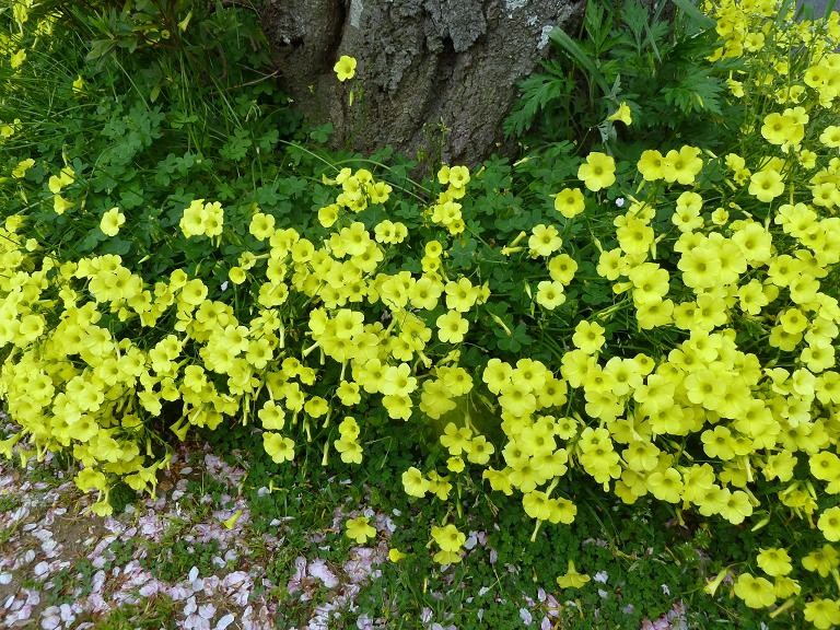春に咲く可憐な黄色の花 堀口の日記