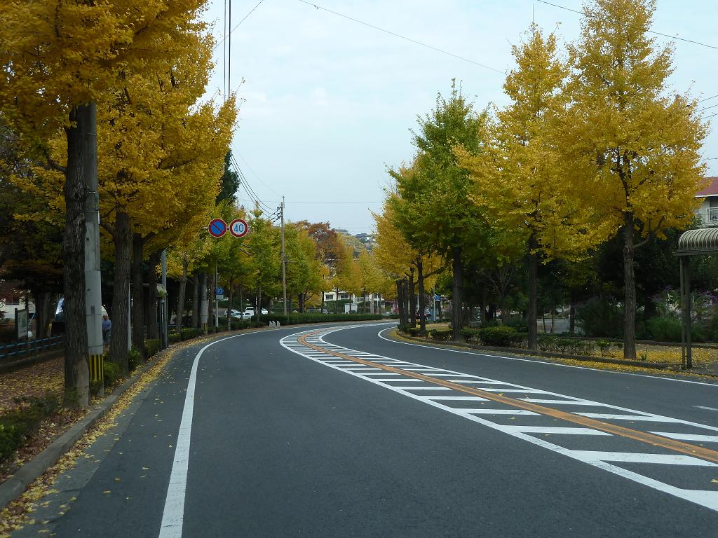 2011 12銀杏.jpg