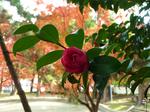 2011 12yomiya3.jpg
