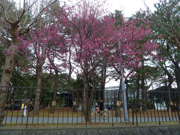 20130207.jpg