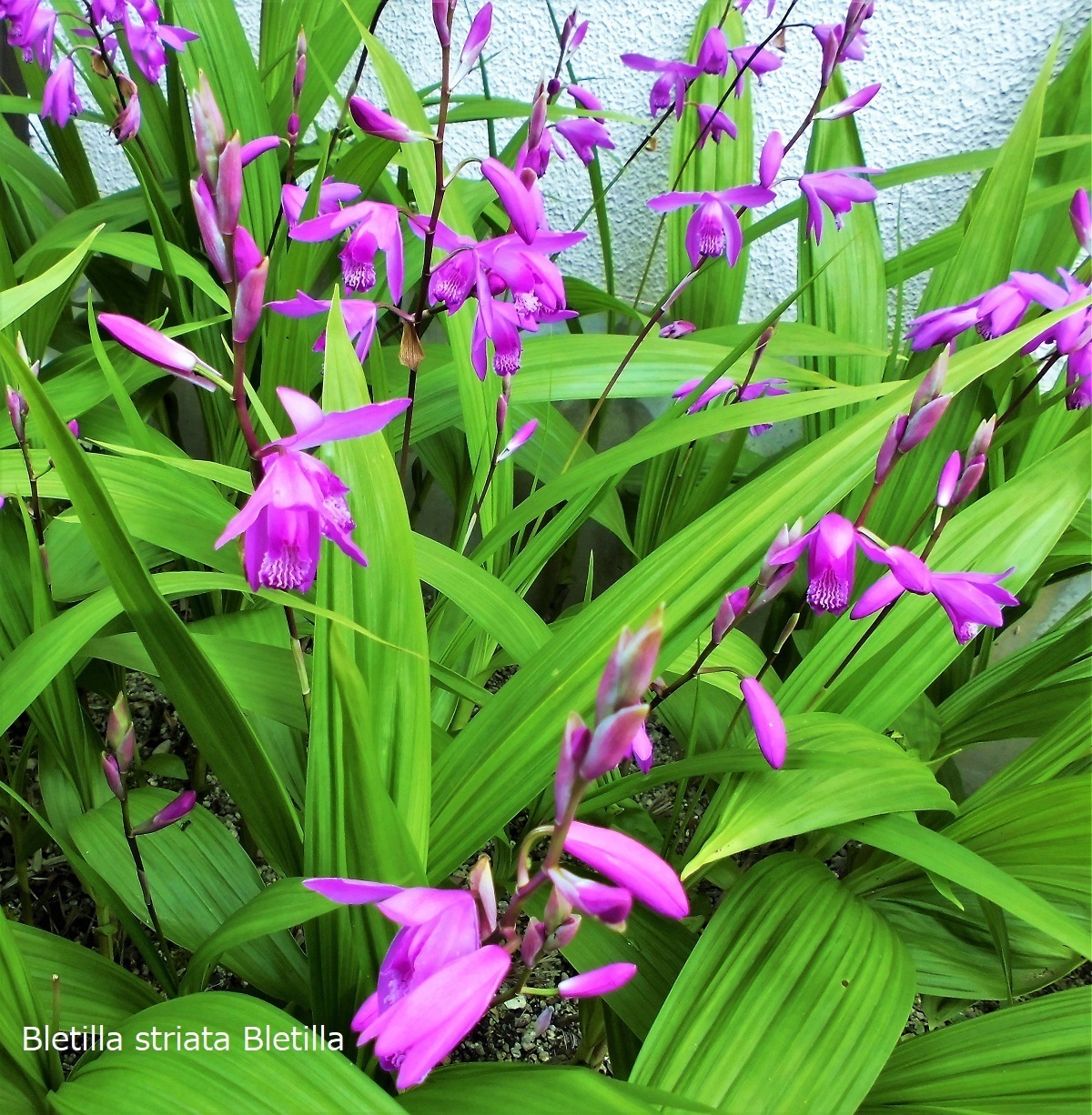 Bletilla striata Bletilla.jpg