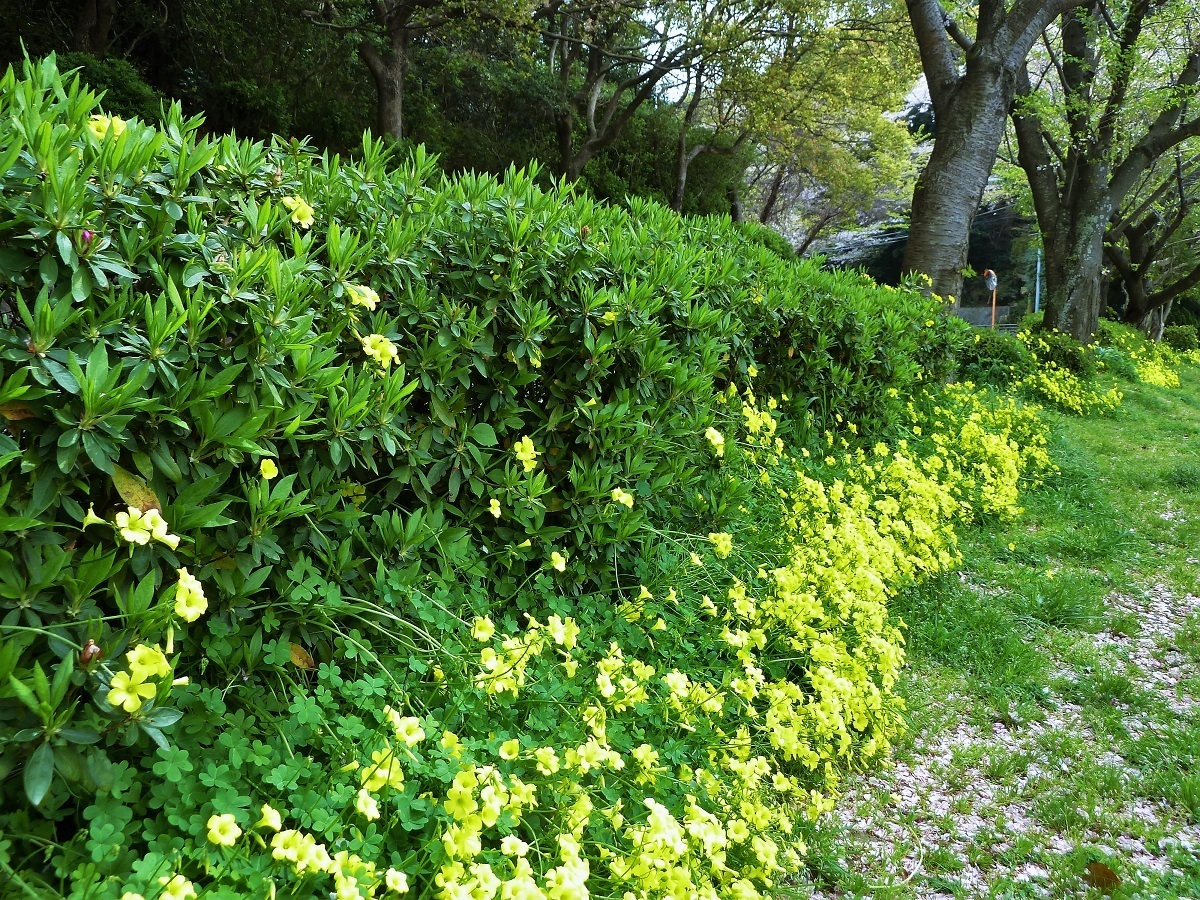 オオキバナカタバミは家畜にとっては有毒である 堀口の日記