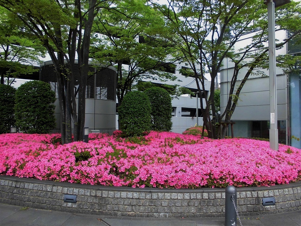 サツキ.jpg