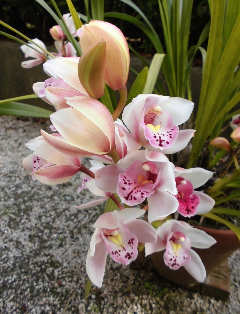 シンピジウム@.jpg