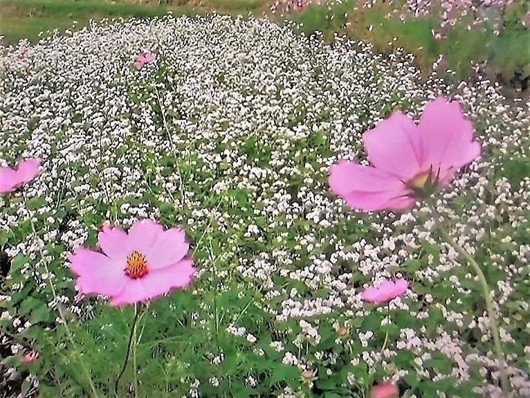 ソバの花3.jpg