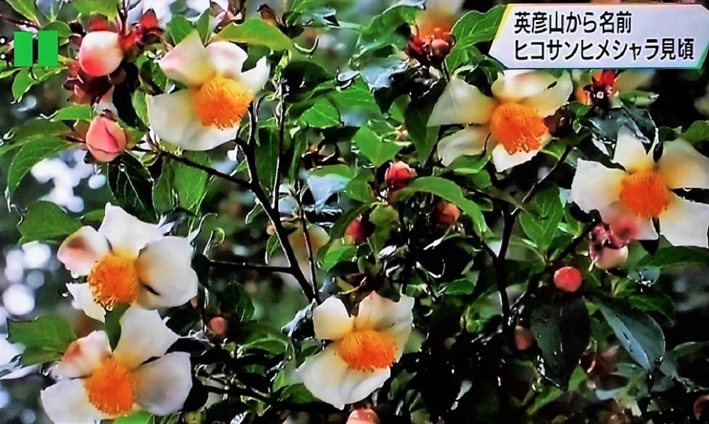 ヒコサンヒメシャラ.jpg