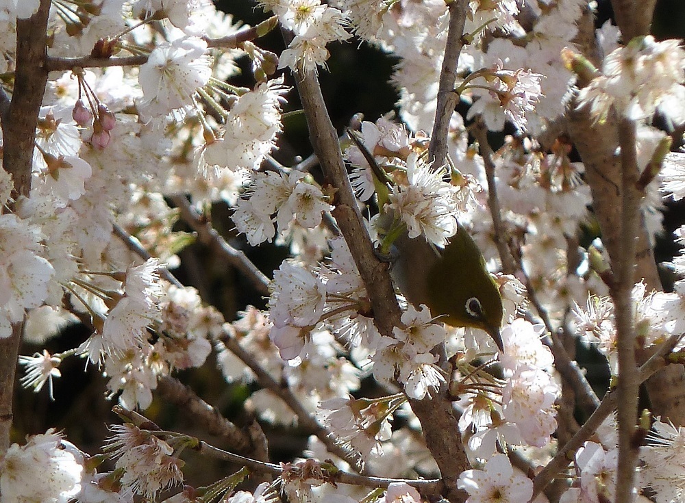 メジロ&桜桃の花.jpg