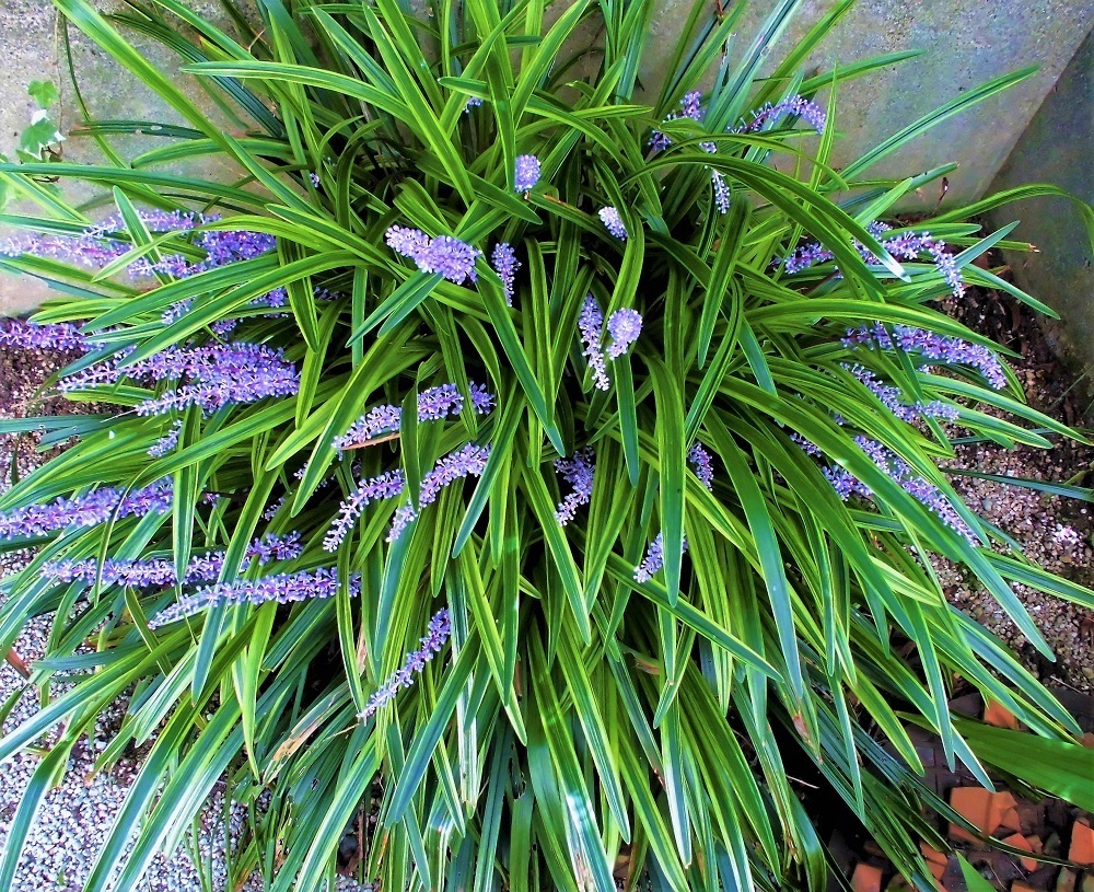 庭にヤブランの花が咲く 堀口の日記