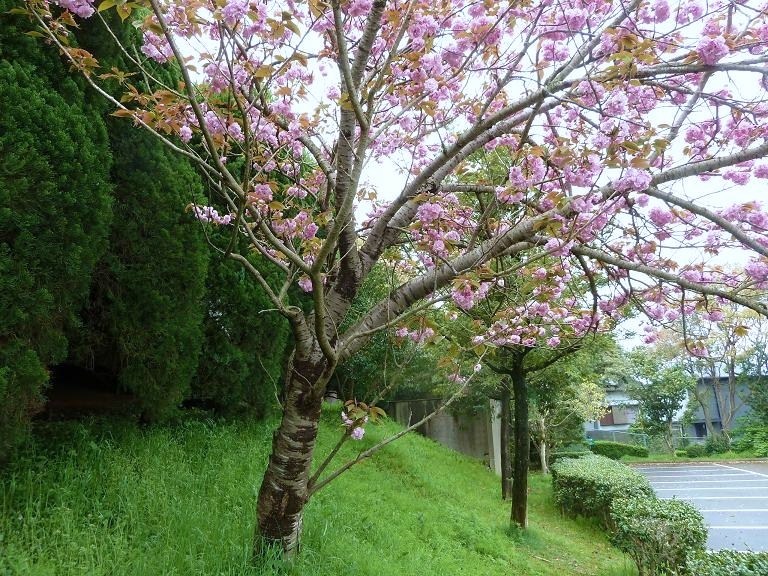 八重桜2.jpg