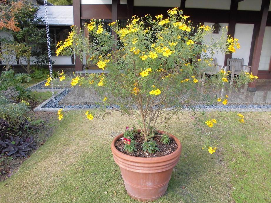 北門屋敷15g.jpg
