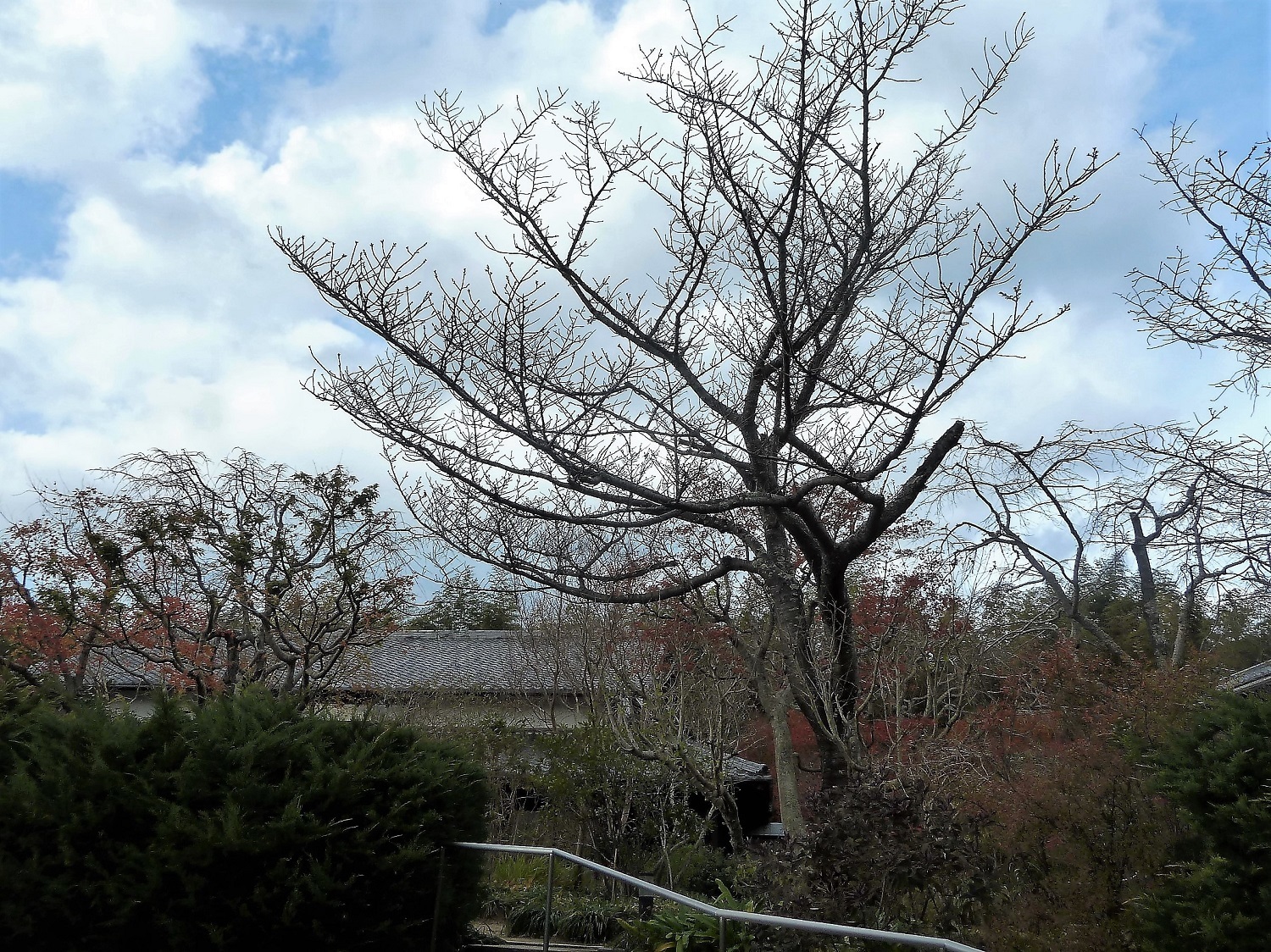 北門屋敷 英国G.jpg