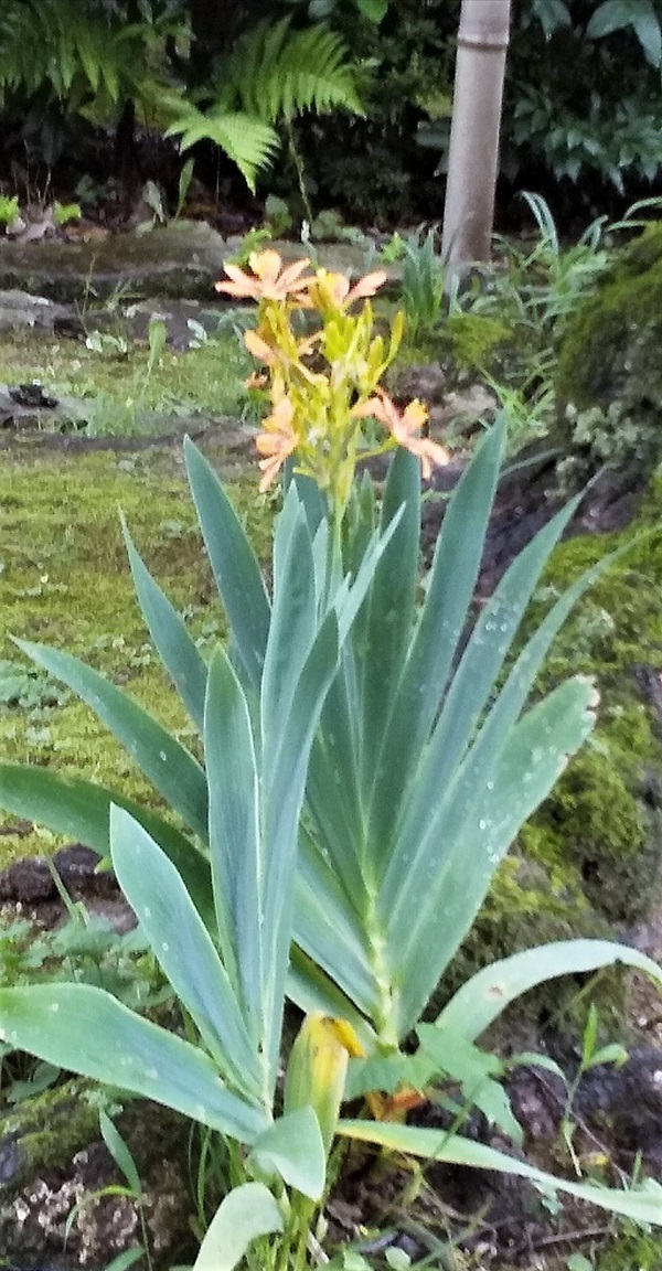 夏の花.jpg