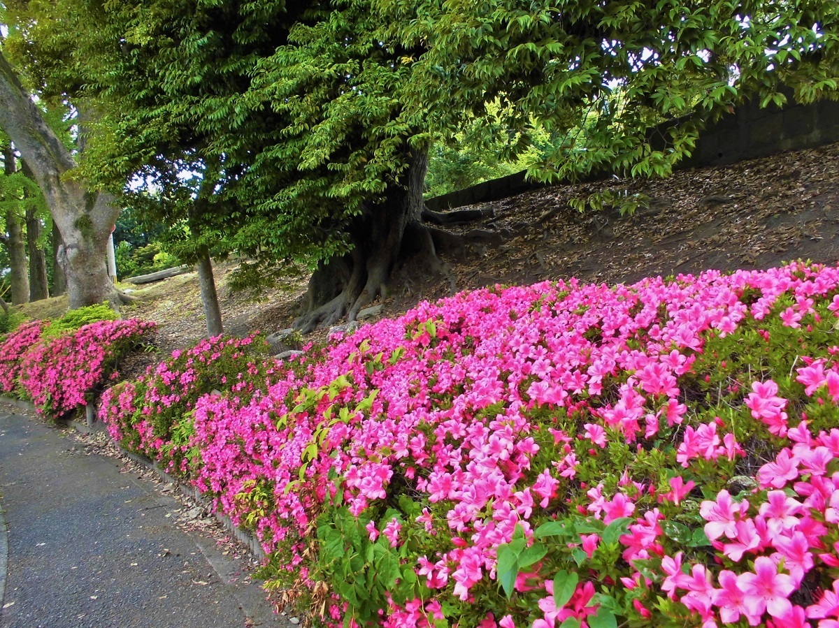 夜宮公園サツキ.jpg