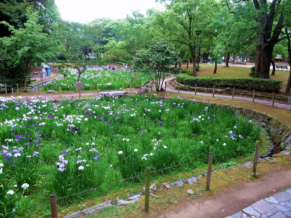 夜宮公園菖蒲.jpg
