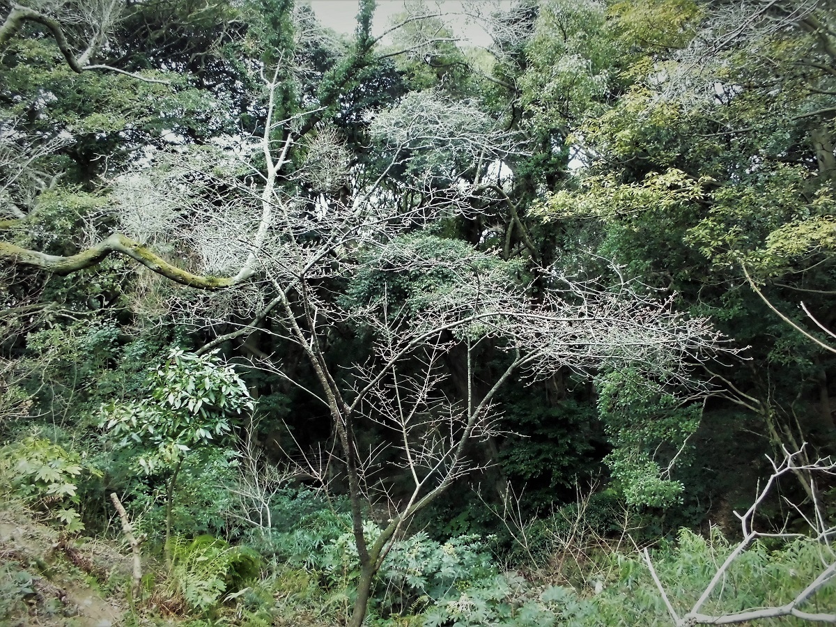 寒緋桜.jpg