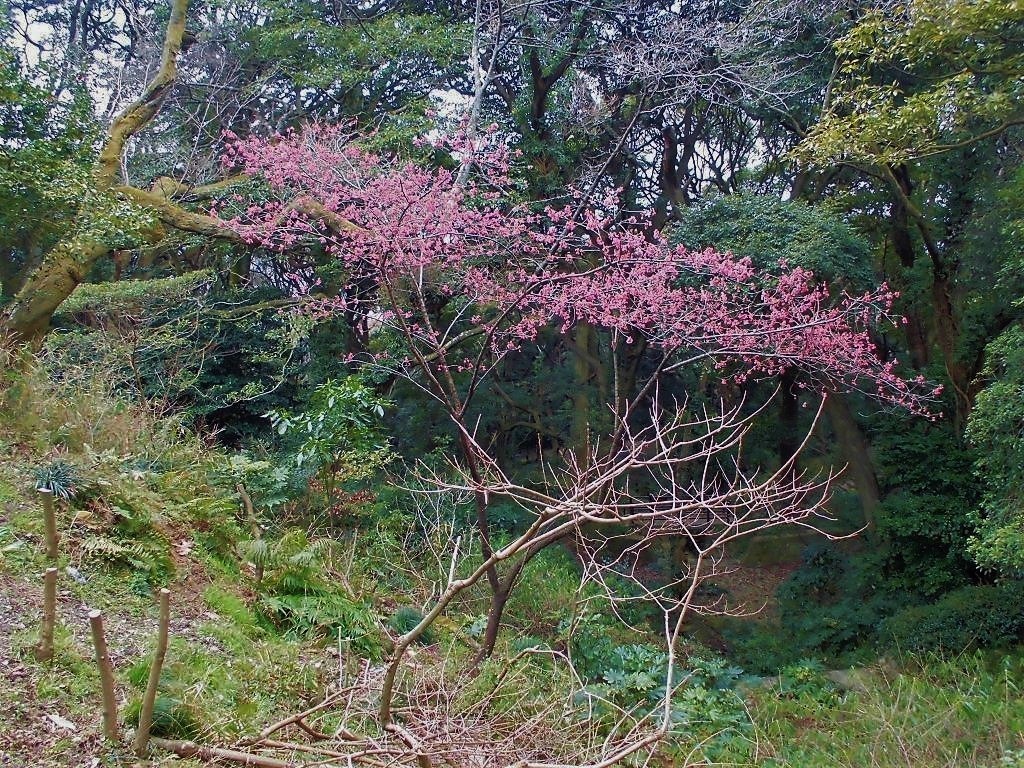 寒緋桜.jpg