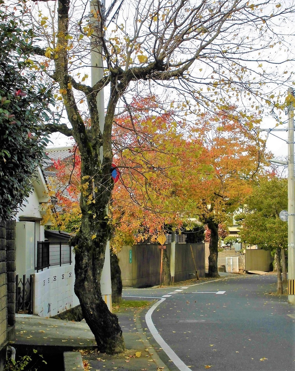 小倉北区20111123.jpg