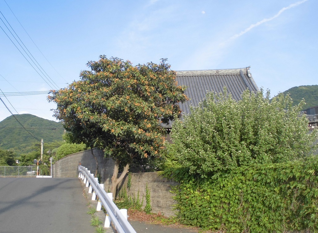 小倉北区枇杷.jpg