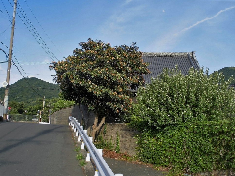 小倉北区枇杷2.jpg