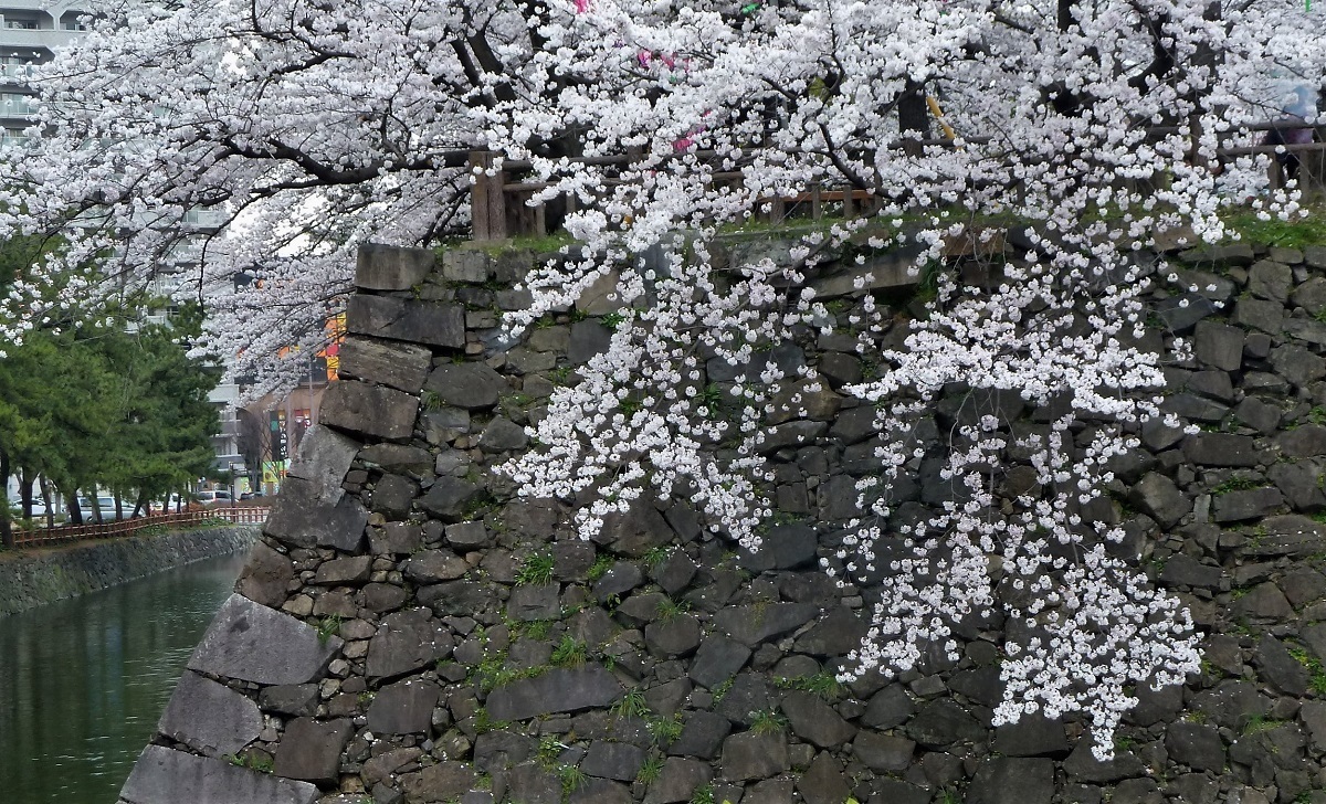 小倉城 桜3.jpg