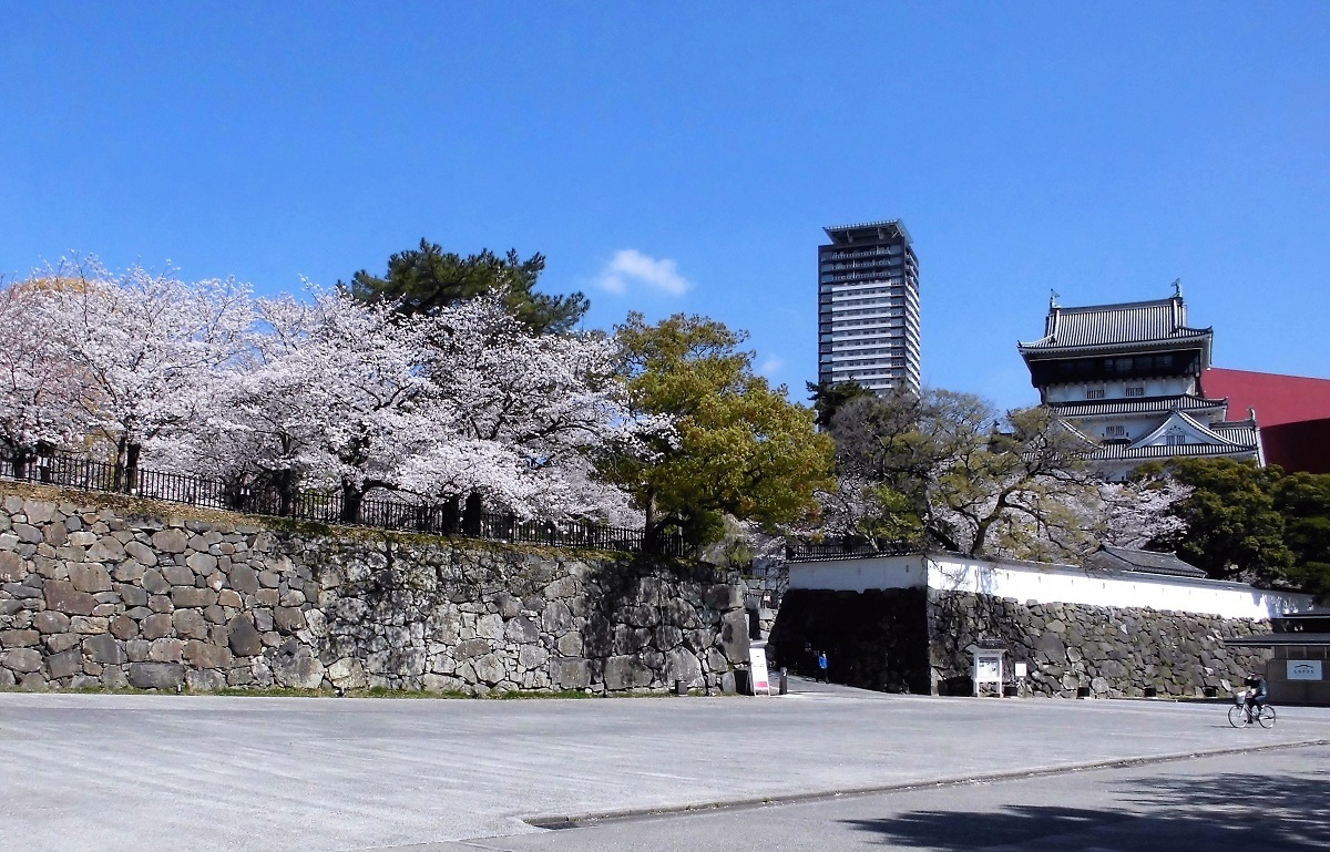 小倉城の桜が石垣を這うように咲いている 堀口の日記