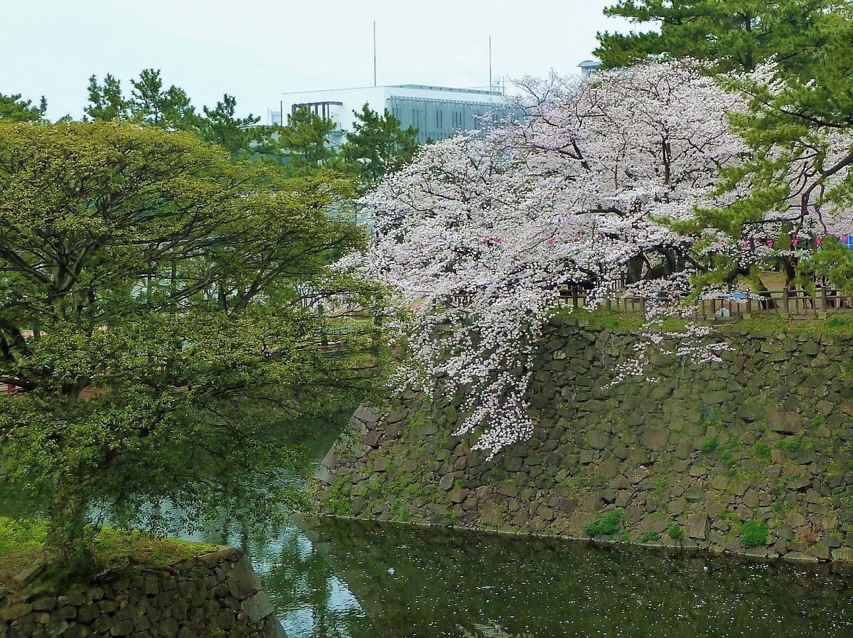 小倉城の石垣に咲く桜は美しい 堀口の日記