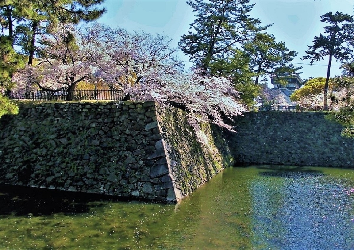 小倉城 桜U.jpg