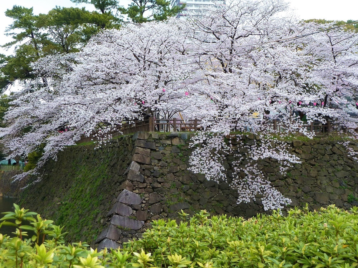 小倉城桜2.jpg