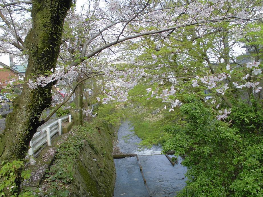 延命寺川2.jpg