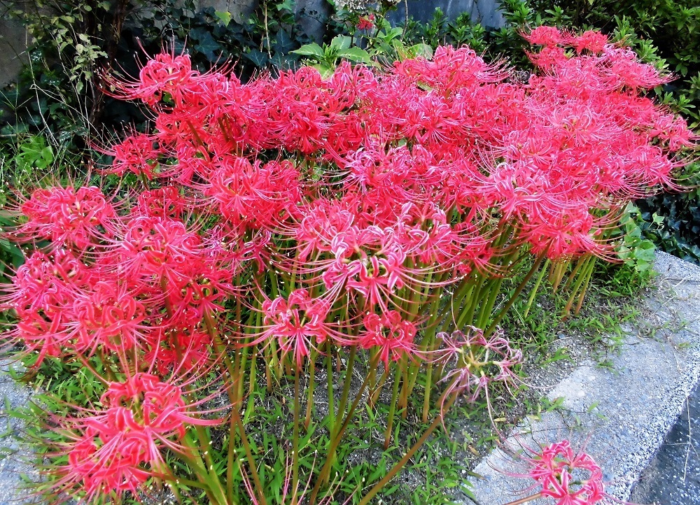 彼岸花.jpg