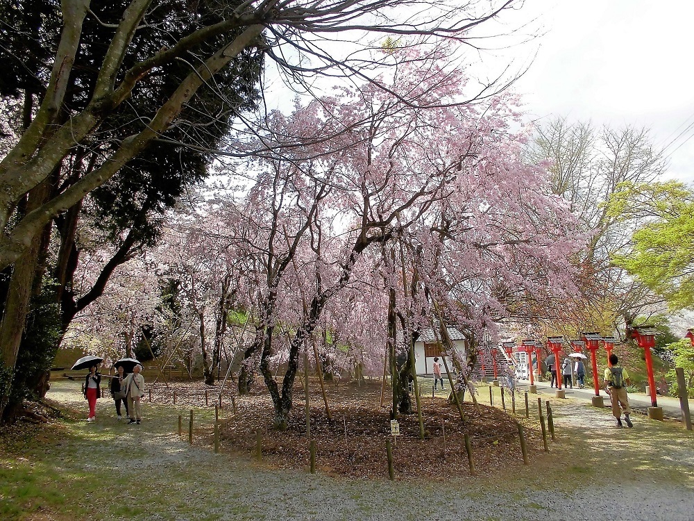 枝垂れ桜妙見宮.jpg