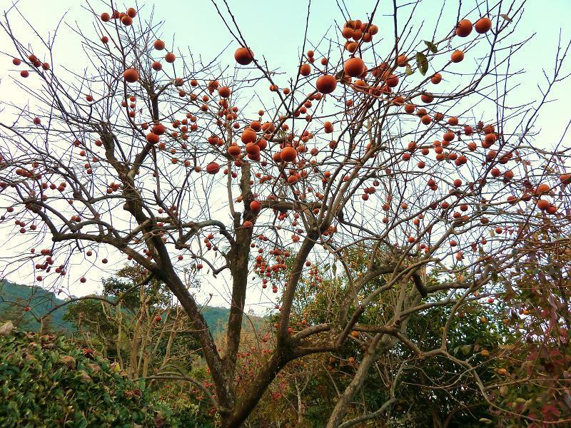 柿の木.jpg