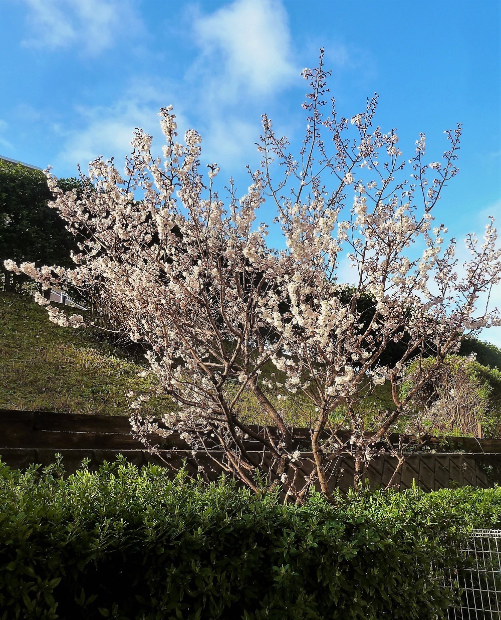 桜桃.jpg