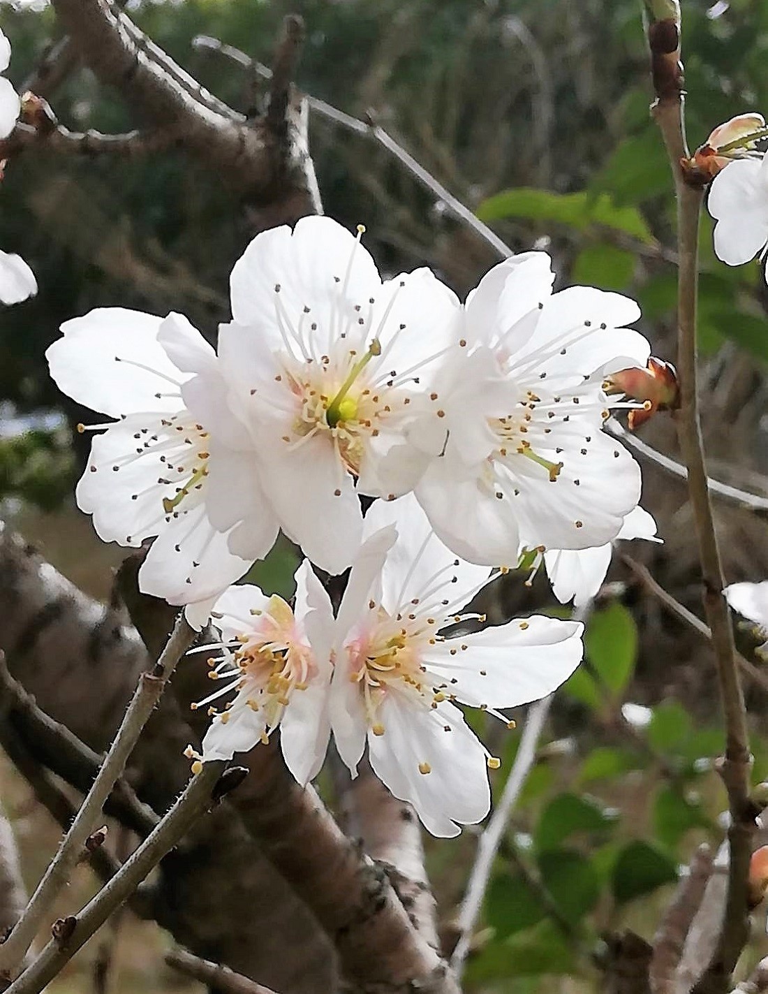 桜桃の花は満開で美しい 堀口の日記