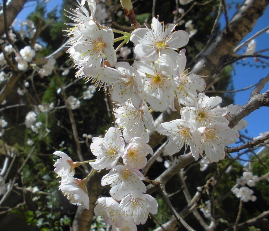 桜桃.jpg