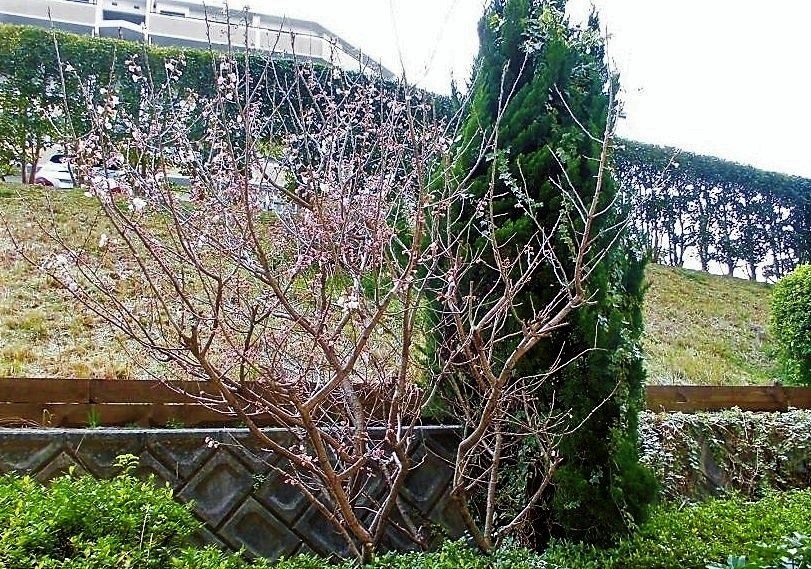桜桃の木.jpg