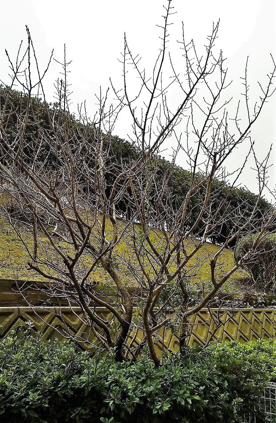 桜桃の木.jpg