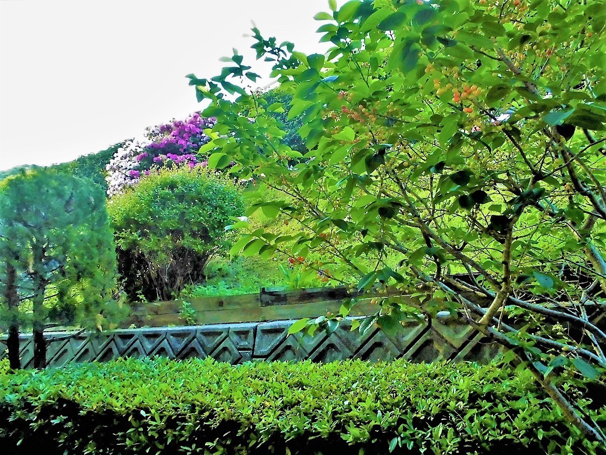 皐月&桜桃.jpg