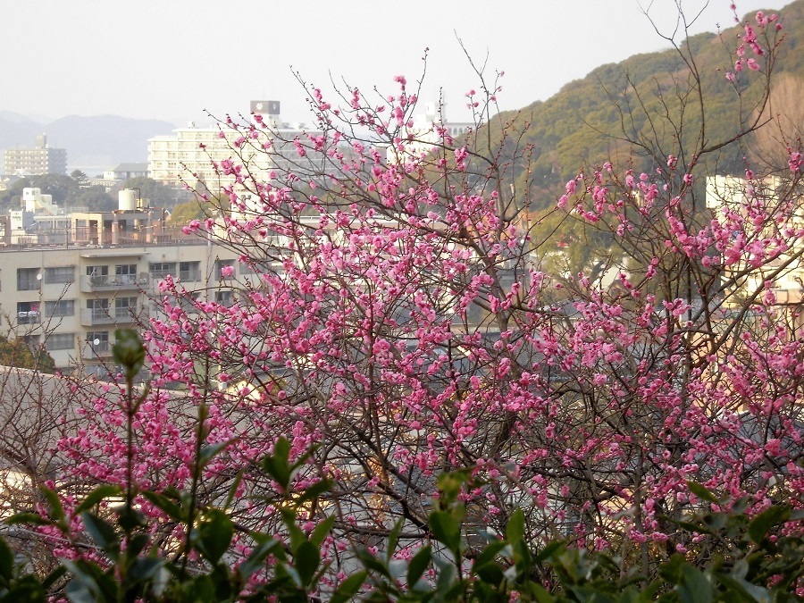 紅梅 小倉北区.jpg