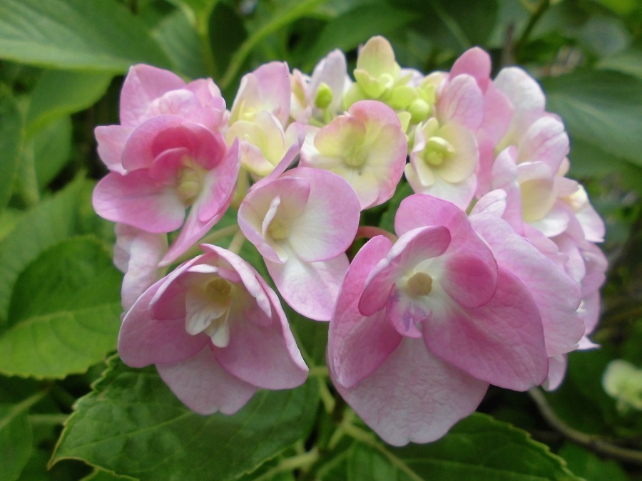 紫陽花.jpg