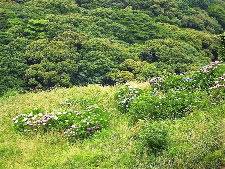 紫陽花.jpg