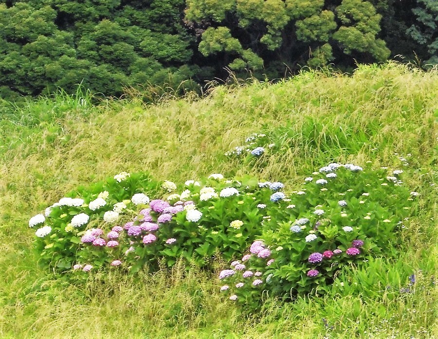 紫陽花U.jpg