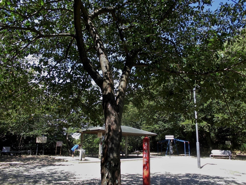 足立公園展望台.jpg