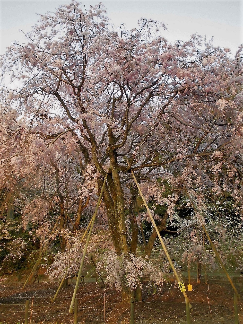 足立山妙見宮g.jpg