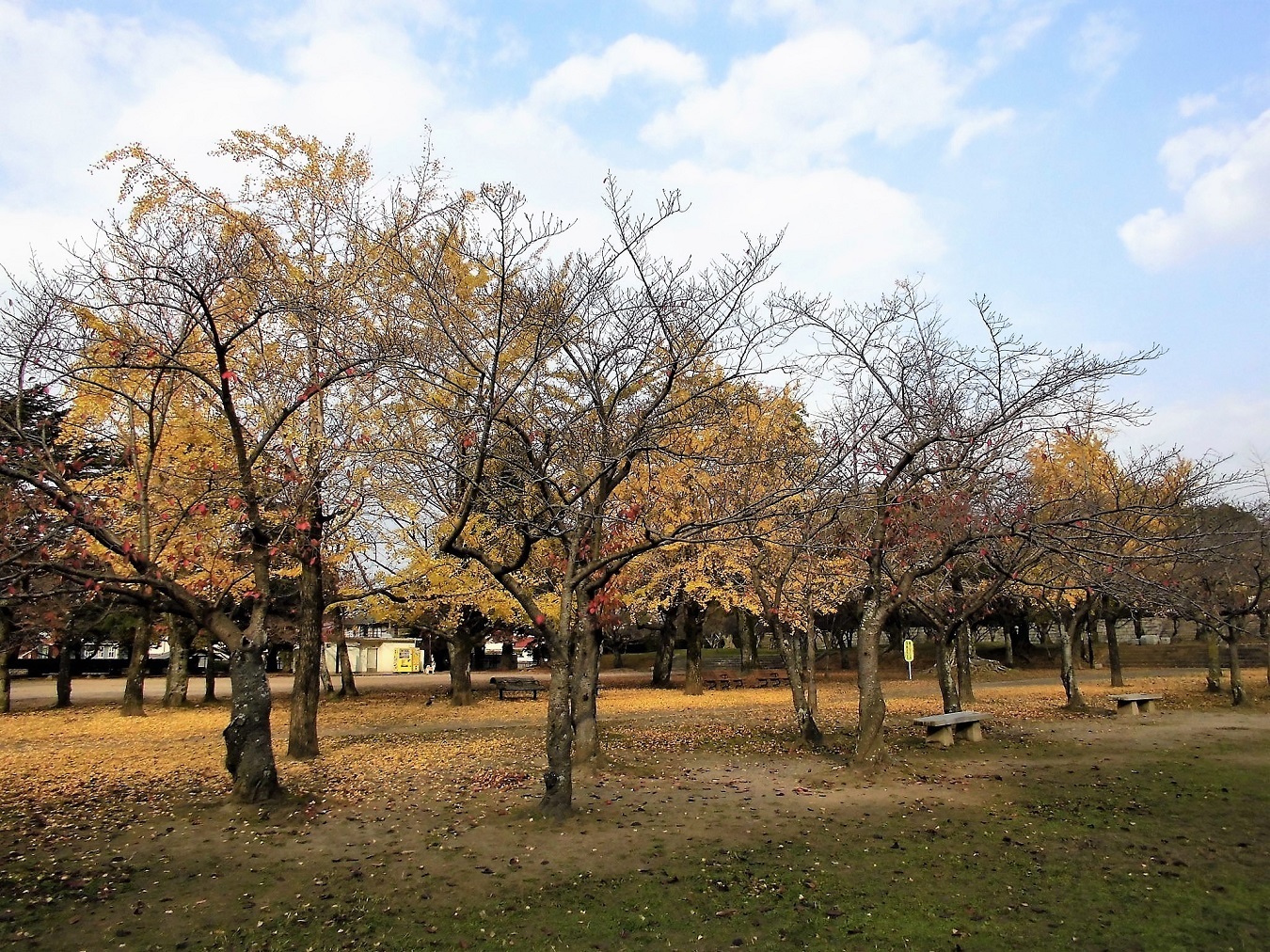 足立平和公園.jpg