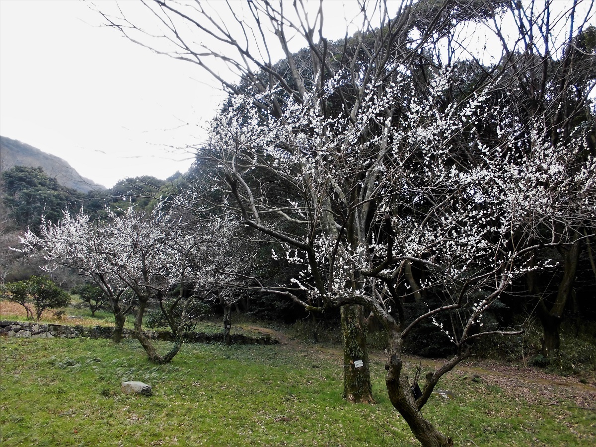足立森林公園A.jpg