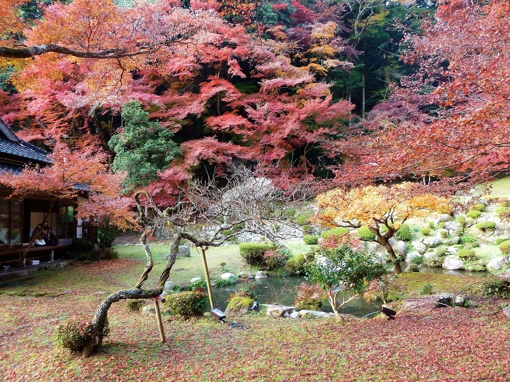 魚楽園001.jpg
