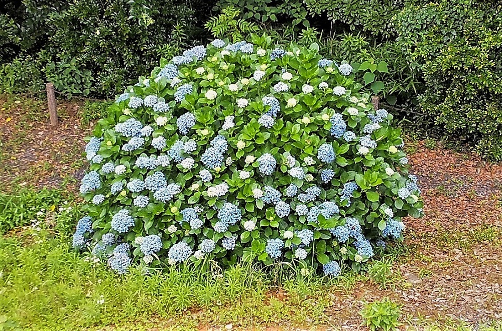 Hydrangea macrophylla.jpg